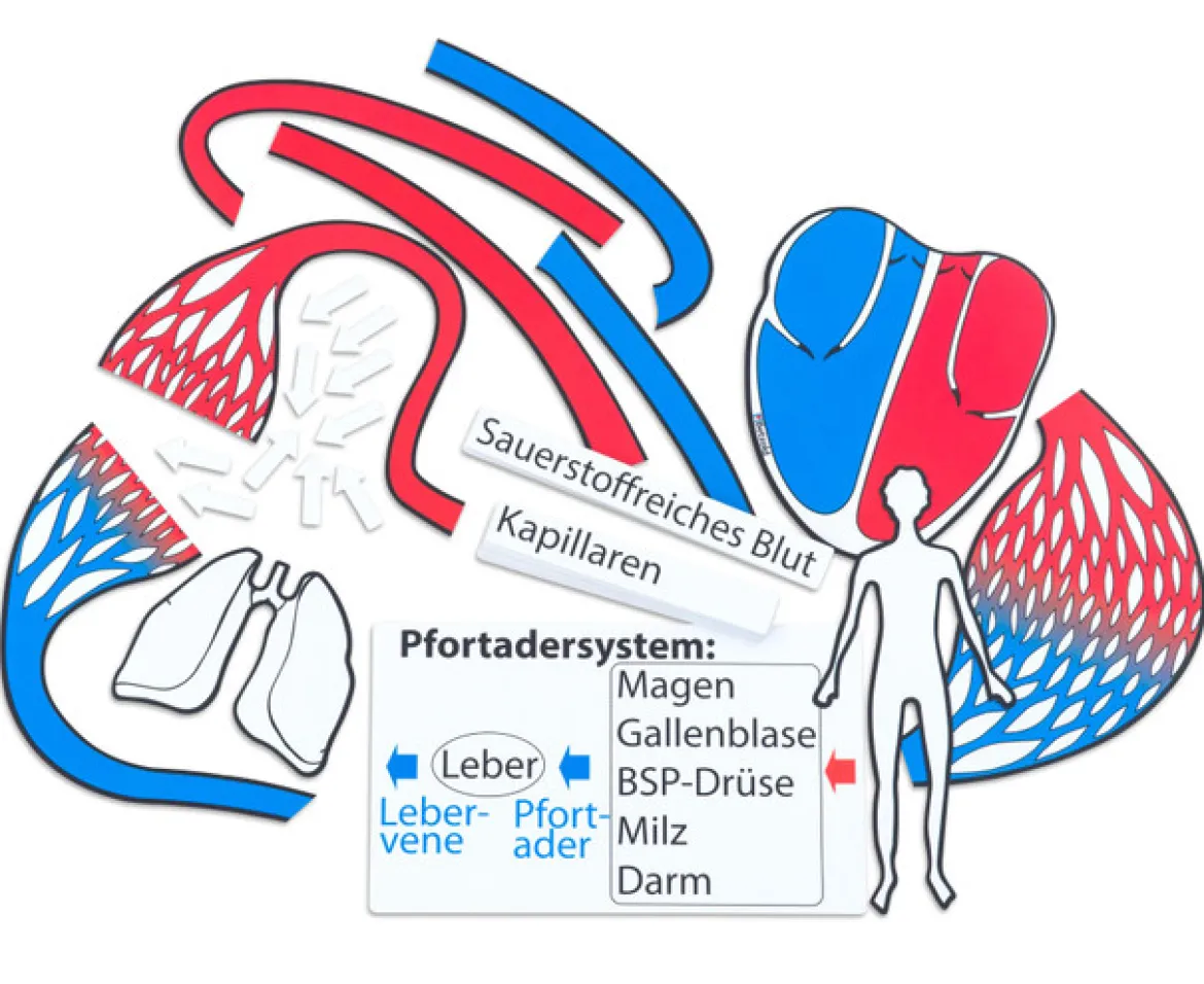 Blutkreislauf, magnetisches Tafelmaterial (A)