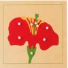 Botanisches Puzzle: Blüte, ab 4 Jahre