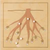 Botanisches Puzzle: Wurzel, ab 4 Jahre