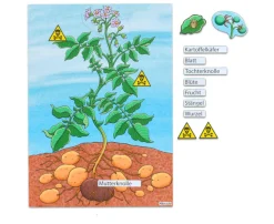 Die Kartoffelpflanze, magnetisches Tafelbild, 6-11 Jahre