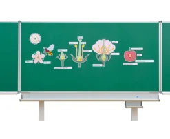 Die Kirschblüte - Von der Blüte bis zur Frucht, ab 5 Jahre