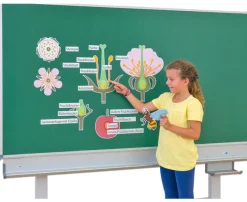 Die Kirschblüte - Von der Blüte bis zur Frucht, ab 5 Jahre