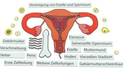 Ein Kind entsteht, magnetisches Tafelmaterial, ab 7 Jahre