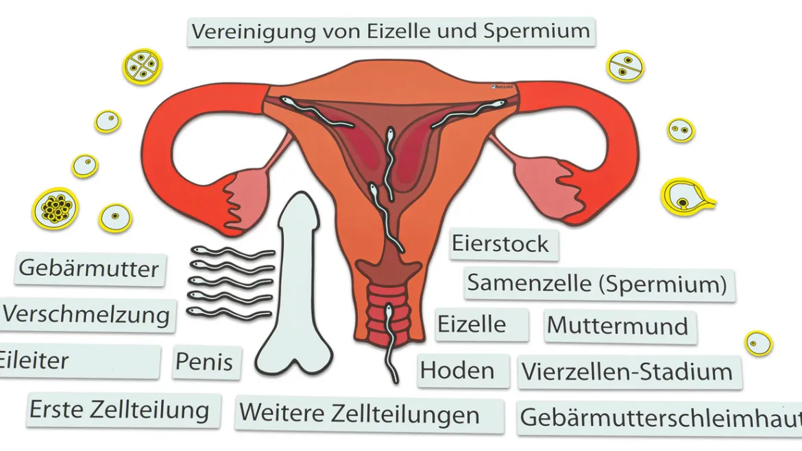 Ein Kind entsteht, magnetisches Tafelmaterial, ab 7 Jahre
