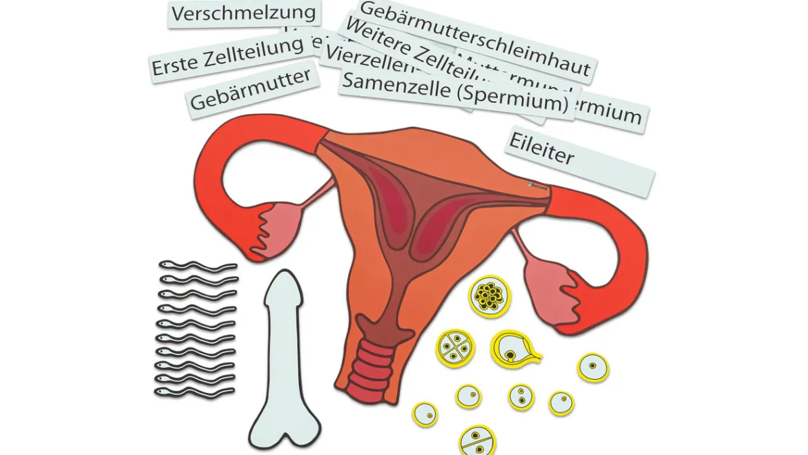 Ein Kind entsteht, magnetisches Tafelmaterial, ab 7 Jahre