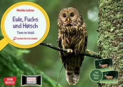 Eule, Fuchs und Hirsch. Tiere im Wald, Kamishibai, ab 3 Jahre