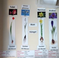 Frühblüher in Box, magnetisches Set für die Tafel