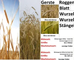 Getreide Zusatz 2er Set in Box