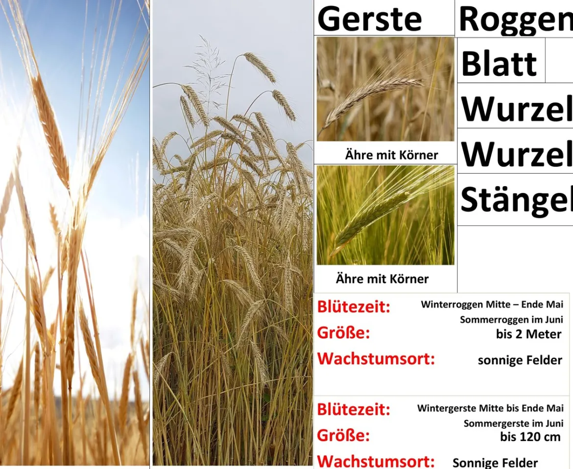 Getreide Zusatz 2er Set in Box