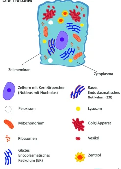 Große magnetische Tierzelle, magnetisches Tafelmaterial, ab 12 Jahre