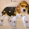 Holz-Puzzle Hund mit großen Griffen, ab 2 Jahre