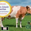 Huhn, Schwein und Kuh. Tiere auf dem Bauernhof. Kamishibai Bildkarten und Memo-Spiel, ab 3 Jahre