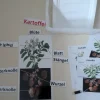 "Kartoffel" magnetisches Set für die Tafel