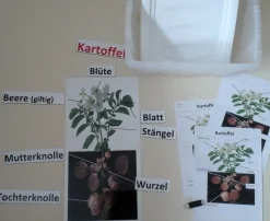 "Kartoffel" magnetisches Set für die Tafel