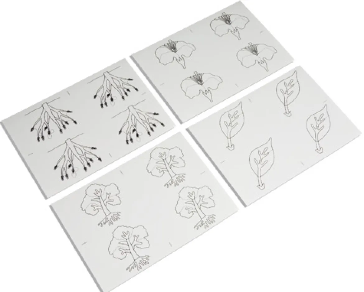 Kopiervorlagen für die Botanischen Puzzles, ab 4 Jahre