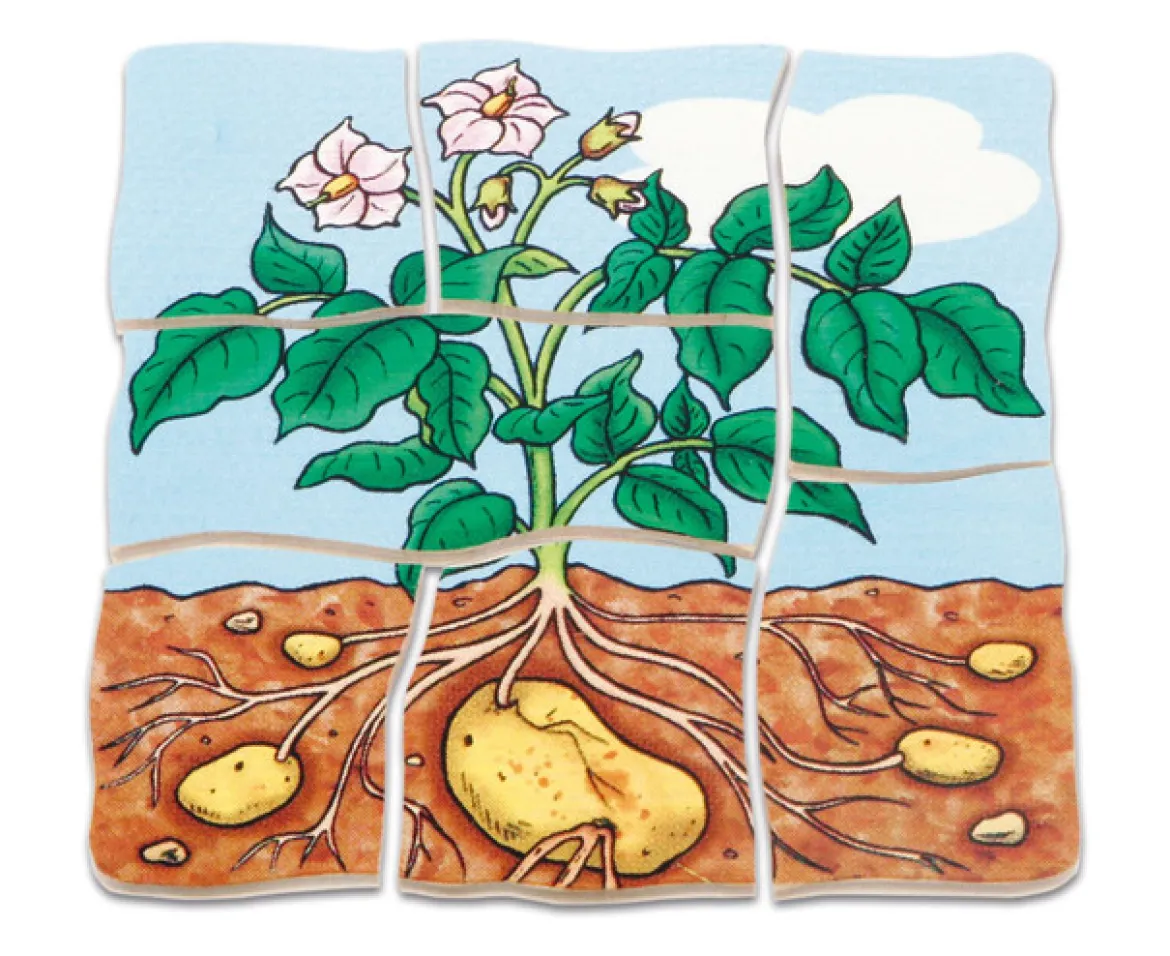 Lagenpuzzle Kartoffel, Holzpuzzle mit 5 Lagen, 4-5 Jahre
