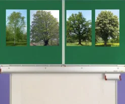 Laubbäume in Box