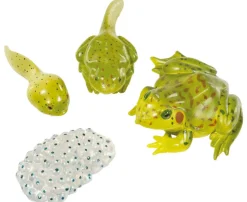 Lebenszyklus Frosch, 4 Kunststoff-Figuren, 4-12 Jahre
