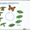 Lebenszyklus Schmetterling, magnetisches Demomaterial, 8-12 Jahre