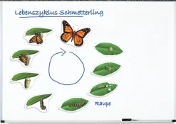 Lebenszyklus Schmetterling, magnetisches Demomaterial, 8-12 Jahre