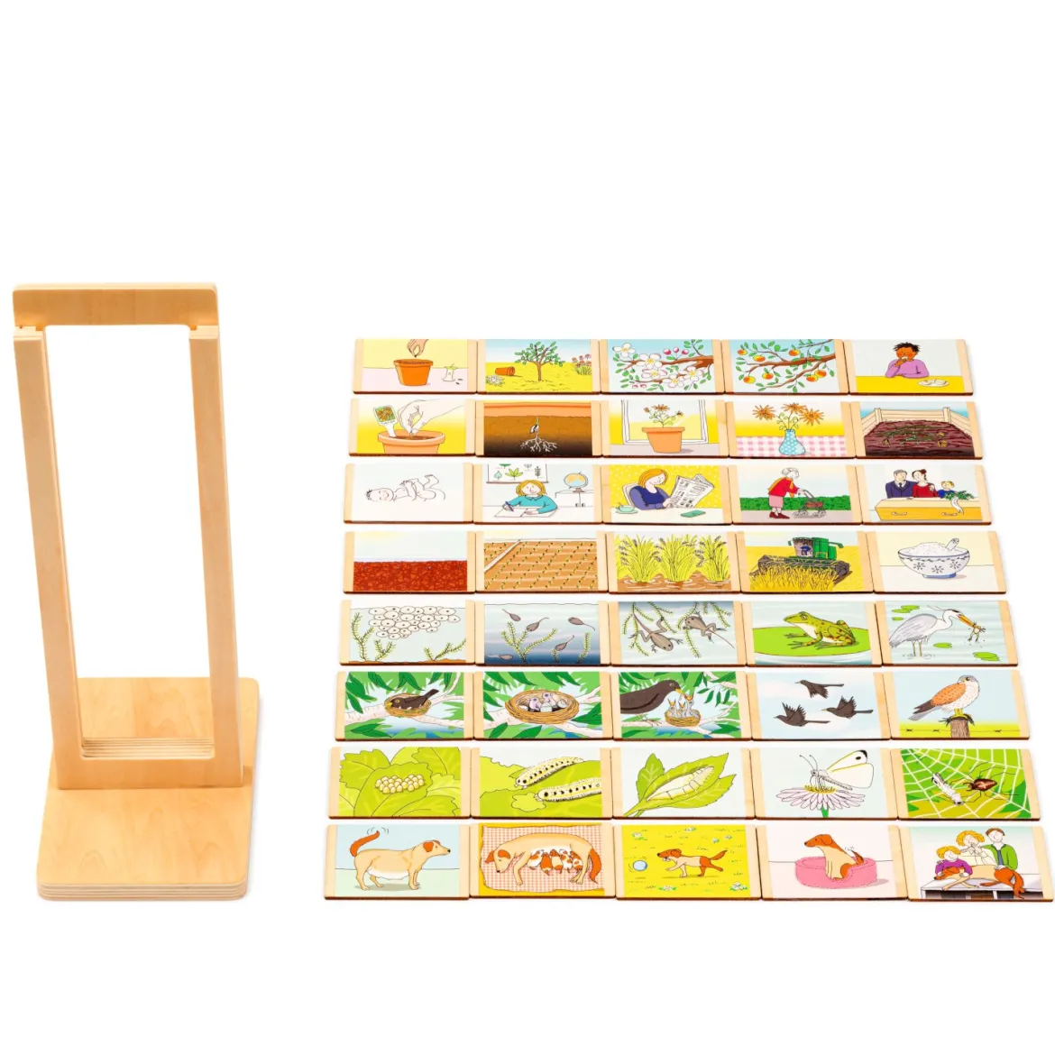 Lebenszyklus, Sortierspiel, 4-7 Jahre