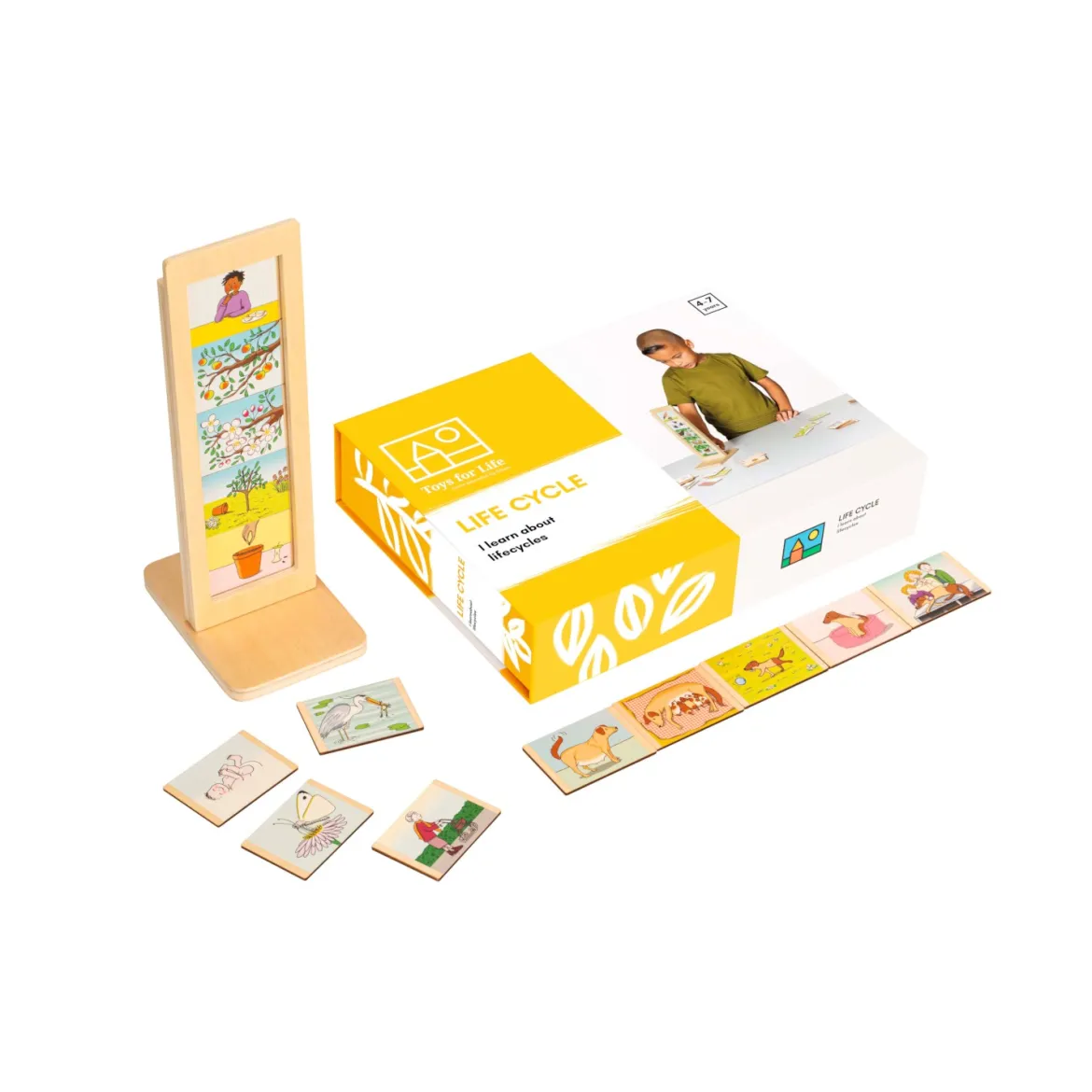 Lebenszyklus, Sortierspiel, 4-7 Jahre