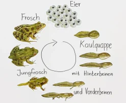 Magnetischer Lebenszyklus Frosch, 9-teiliges Tafelmaterial, ab 6 Jahre