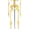Menschliches Skelett, anatomisches Modell in Lebensgröße, ab 7 Jahre