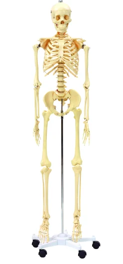 Menschliches Skelett, anatomisches Modell in Lebensgröße, ab 7 Jahre