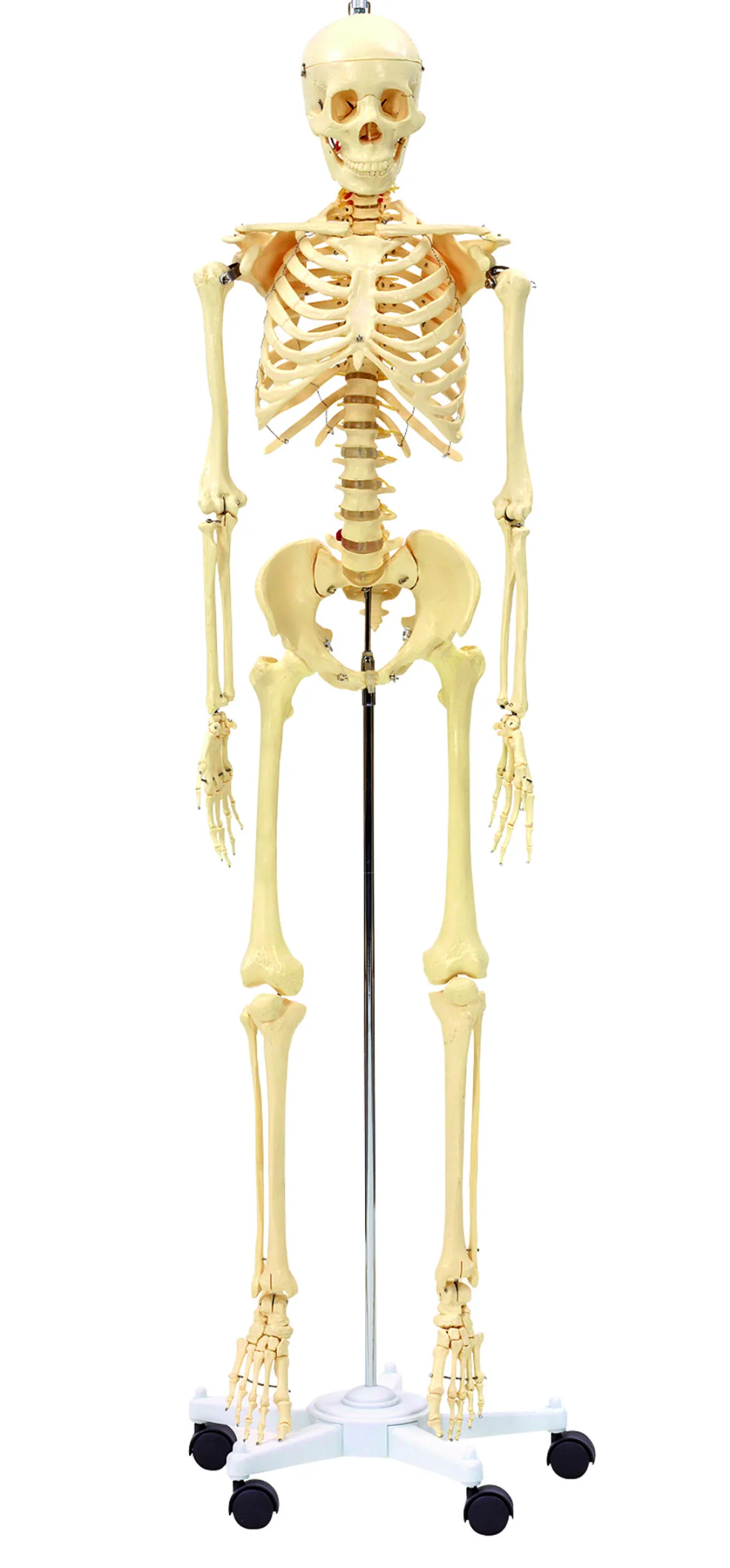 Menschliches Skelett, anatomisches Modell in Lebensgröße, ab 7 Jahre