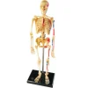 Mini-Skelett-Puzzle, 41 Teile inkl. Stativ, 8-14 Jahre