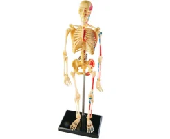 Mini-Skelett-Puzzle, 41 Teile inkl. Stativ, 8-14 Jahre