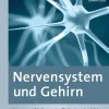 Nervensystem und Gehirn