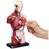 Schülertorso, 27 cm Höhe, anatomisches Modell, ab 6 Jahre