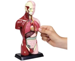 Schülertorso, 27 cm Höhe, anatomisches Modell, ab 6 Jahre