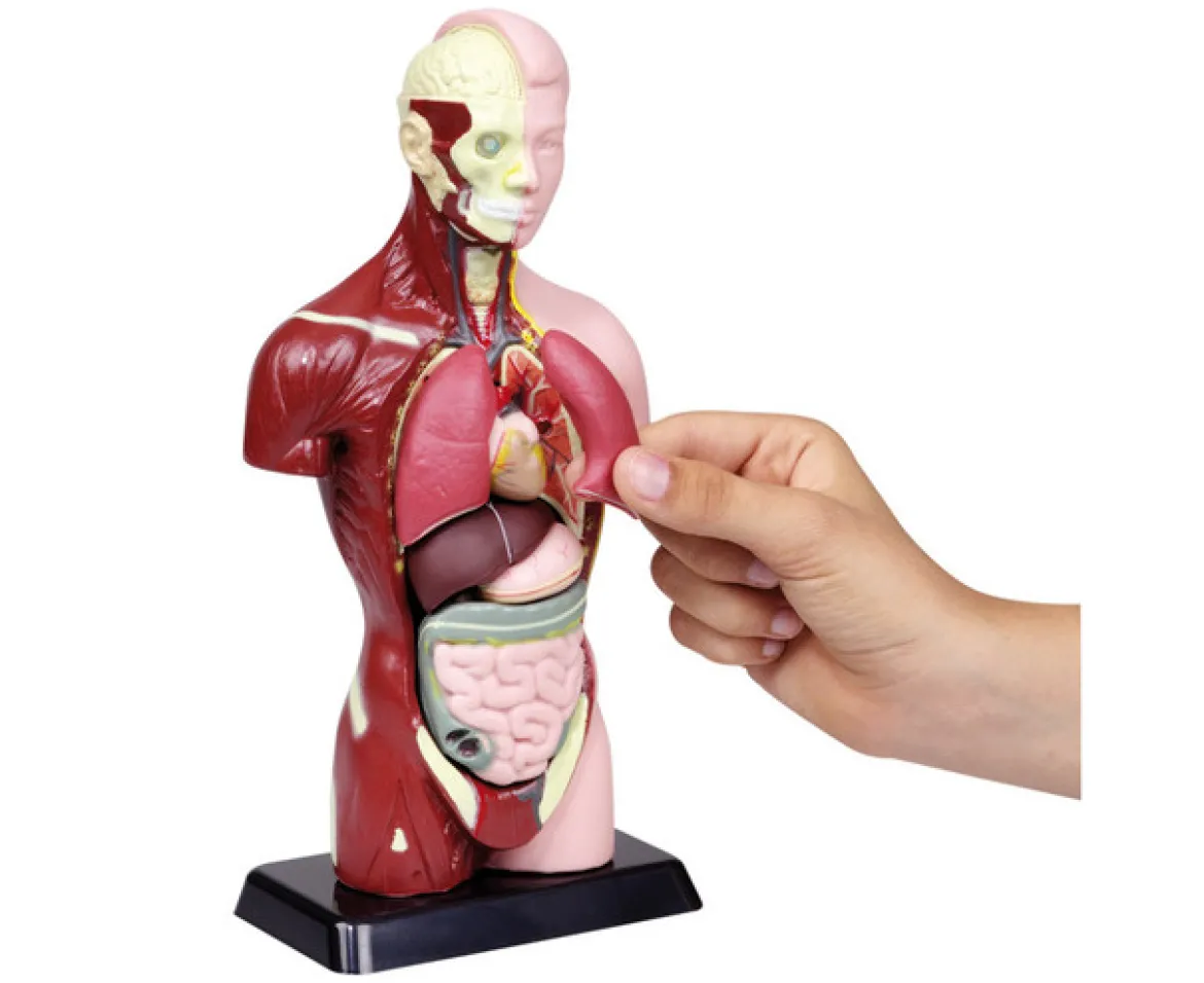 Schülertorso, 27 cm Höhe, anatomisches Modell, ab 6 Jahre
