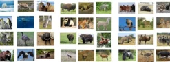 Spielteppich Landschaften der Erde mit 36 Tierkarten