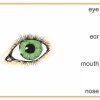 Stöpselkarten 'Vocabulary II' ab 3. Klasse
