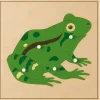 Tierpuzzles: Frosch