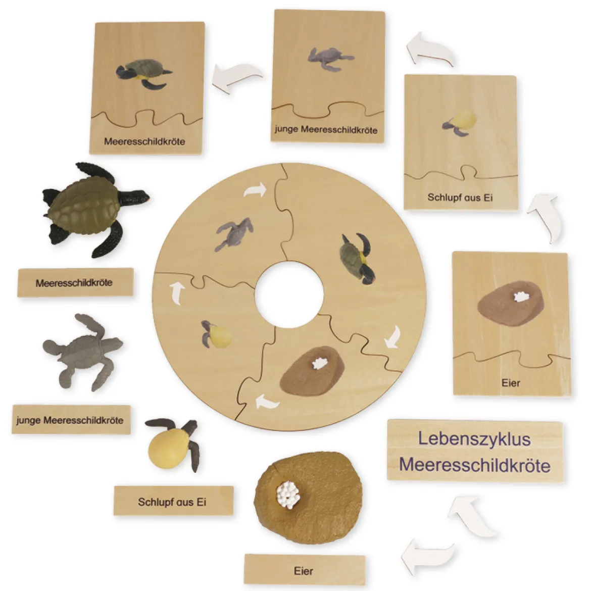 TimeTEX Lebenszyklus einer Schildkröte, Lernspiel in Holzbox