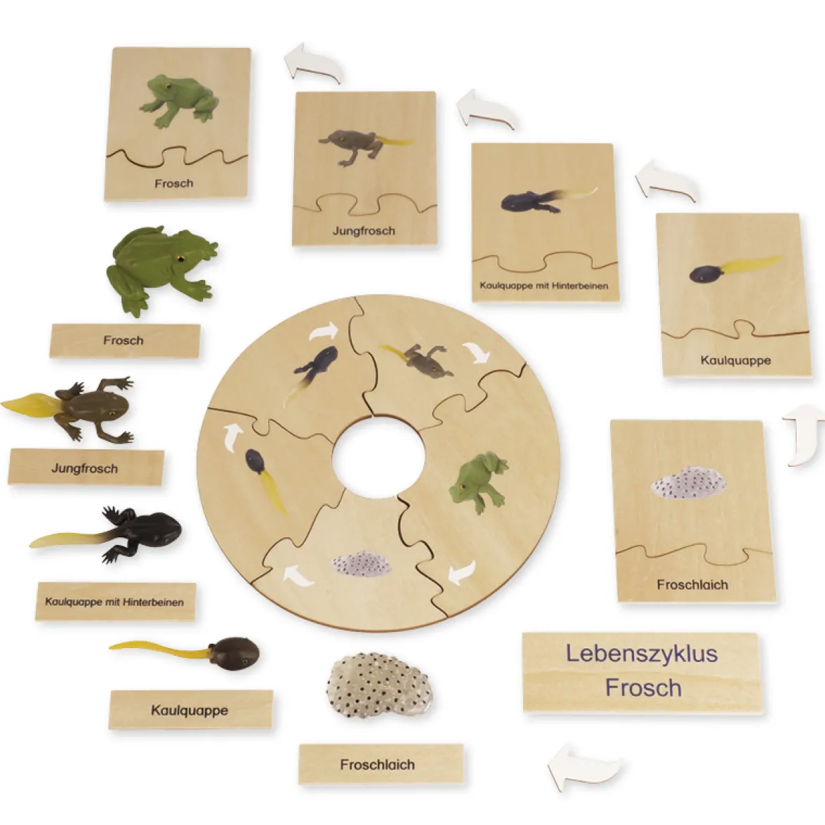 TimeTEX Lebenszyklus eines Frosches, Lernspiel in Holzbox