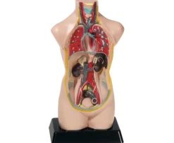 Torso verkleinert, Höhe ca. 48 cm, anatomisches Lernmodell