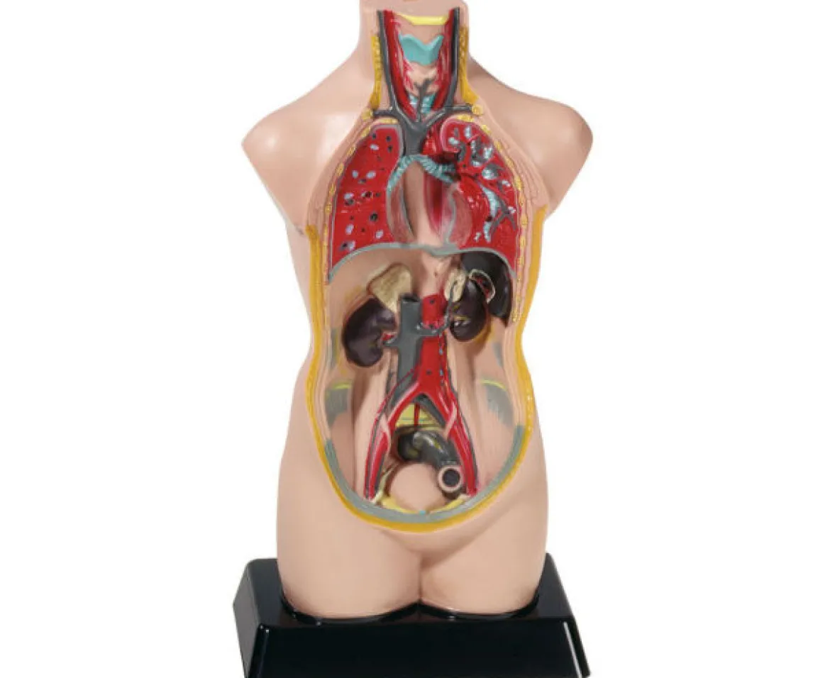 Torso verkleinert, Höhe ca. 48 cm, anatomisches Lernmodell