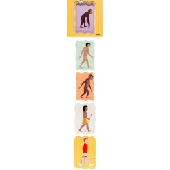 Wachstumspuzzle Evolution des Menschen