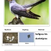 Zugvögel, Magnetset, 24 Teile inkl. Arbeitsblätter