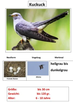 Zugvögel, Magnetset, 24 Teile inkl. Arbeitsblätter