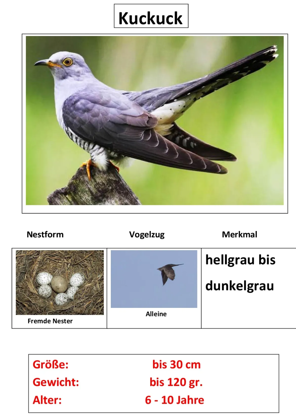 Zugvögel, Magnetset, 24 Teile inkl. Arbeitsblätter
