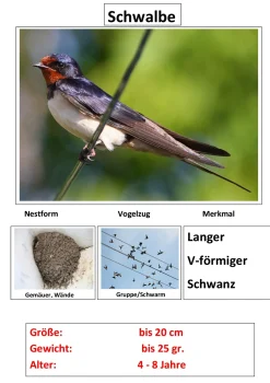 Zugvögel, Magnetset, 24 Teile inkl. Arbeitsblätter