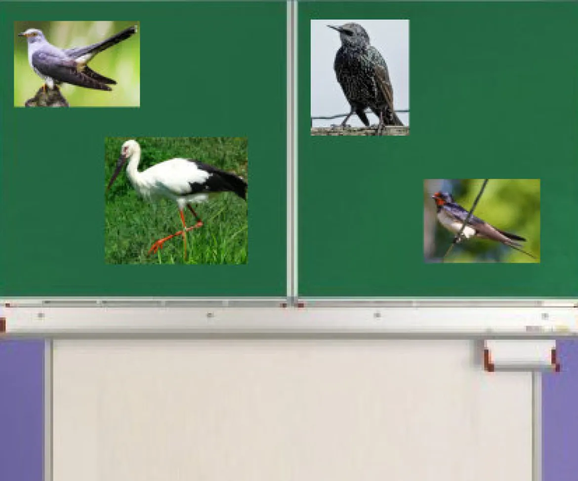 Zugvögel, Magnetset, 24 Teile inkl. Arbeitsblätter