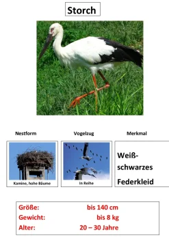 Zugvögel, Magnetset, 24 Teile inkl. Arbeitsblätter